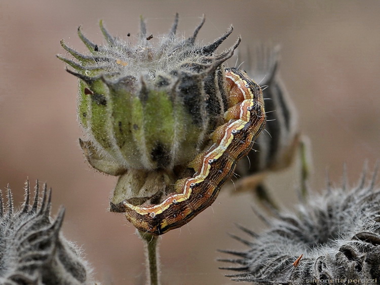 Helicoverpa armigera